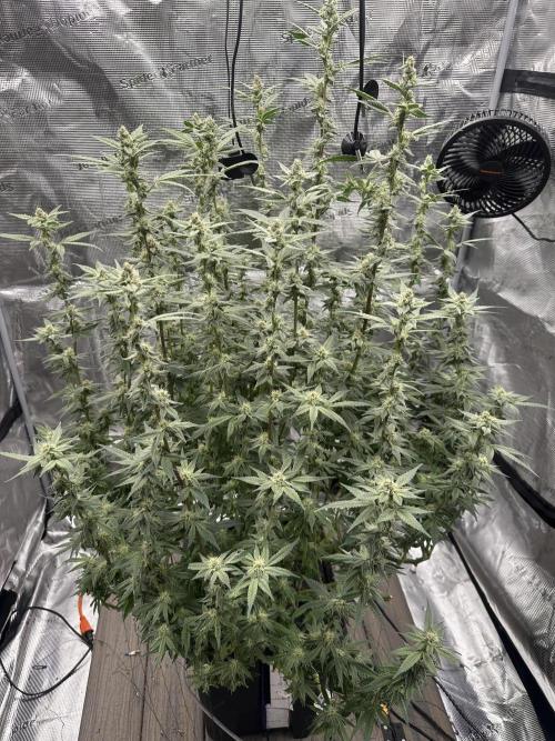 A man and his plants (Pannie). Week 13