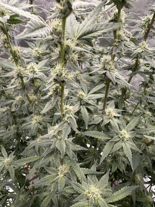 A man and his plants (Pannie). Week 13