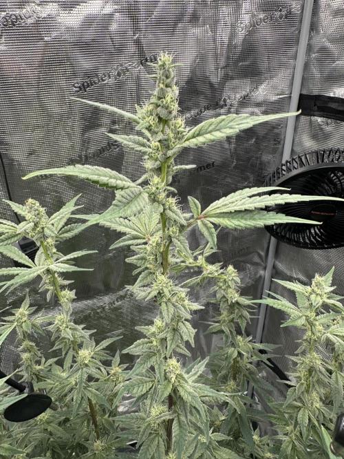 A man and his plants (Pannie). Week 13