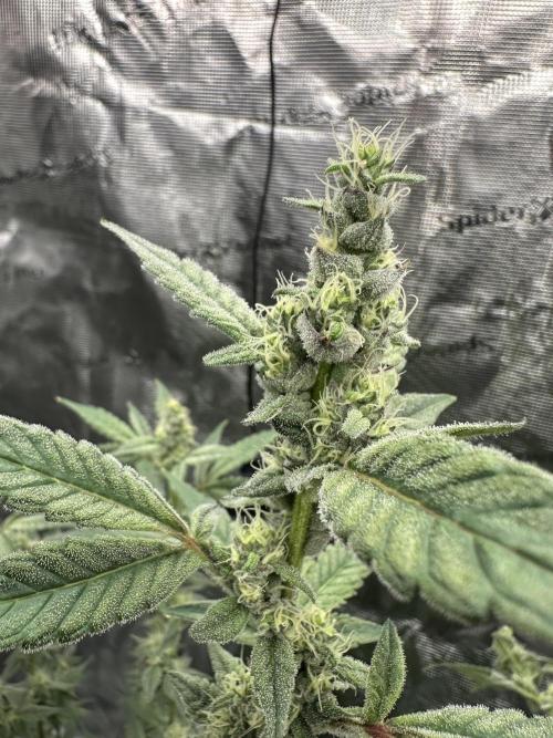 A man and his plants (Pannie). Week 13