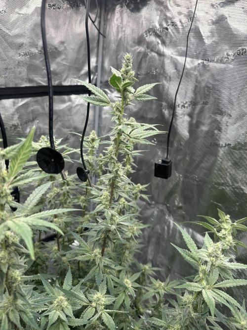 A man and his plants (Pannie). Week 13