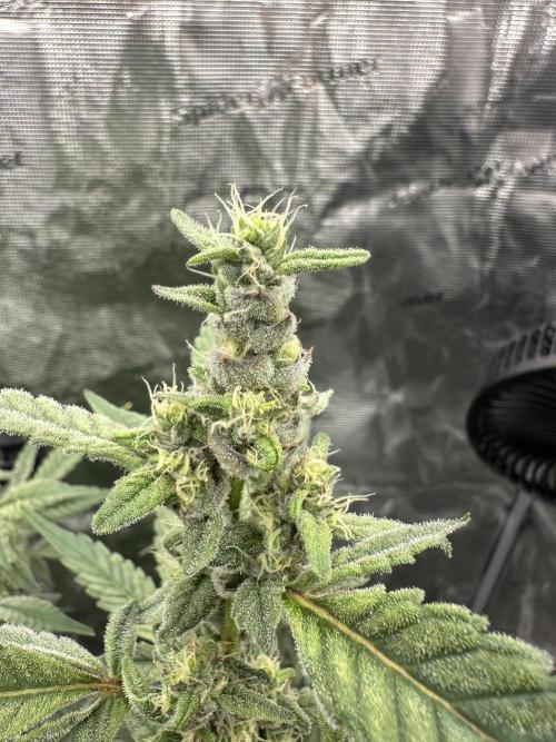 A man and his plants (Pannie). Week 13