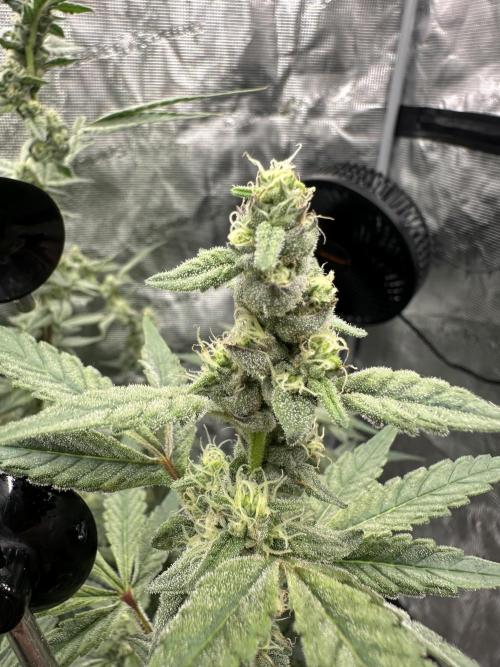 A man and his plants (Pannie). Week 13