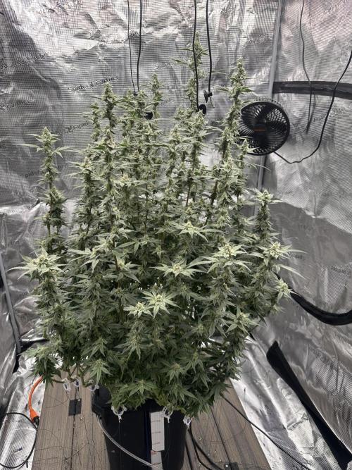 A man and his plants (Pannie). Week 13