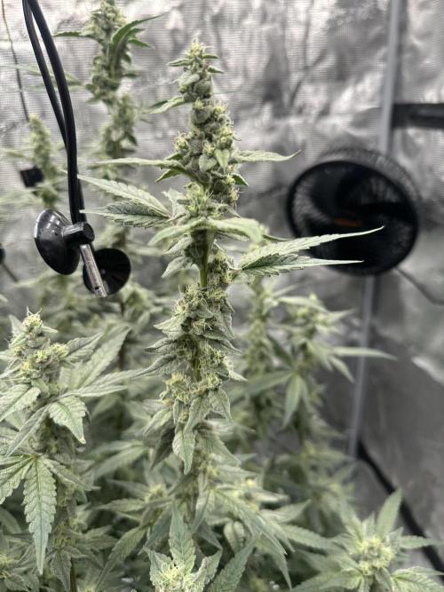 A man and his plants (Pannie). Week 13