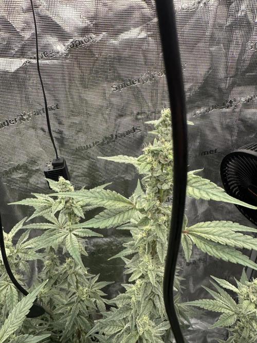 A man and his plants (Pannie). Week 13