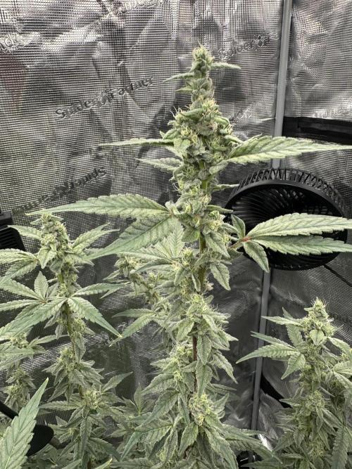 A man and his plants (Pannie). Week 13