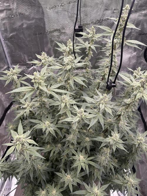 A man and his plants (Pannie). Week 13