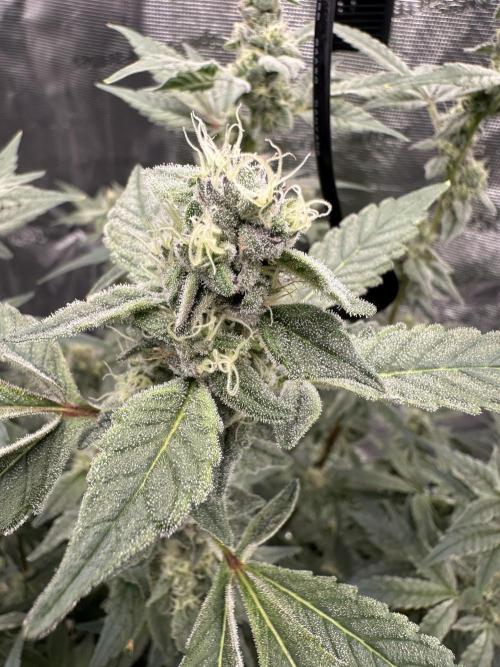 A man and his plants (Pannie). Week 13