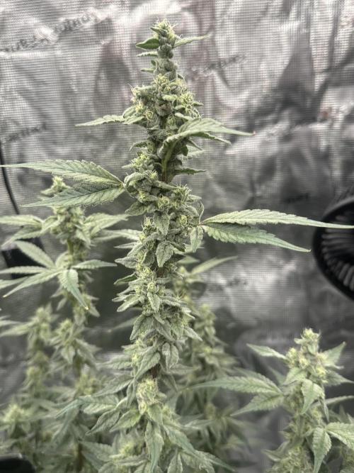 A man and his plants (Pannie). Week 13