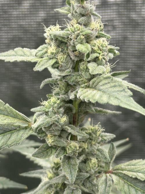 A man and his plants (Pannie). Week 13