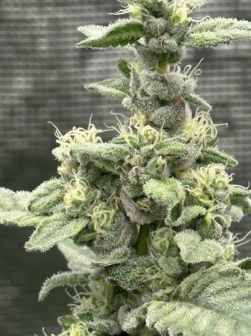 A man and his plants (Pannie). Week 13