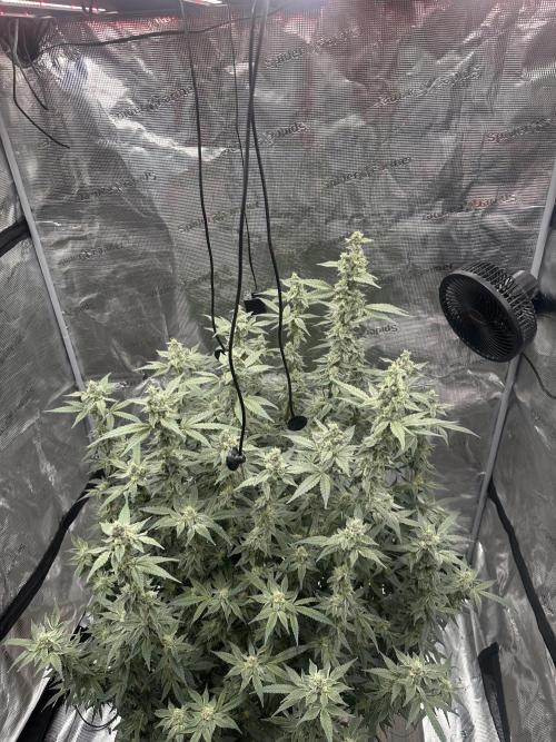 A man and his plants (Pannie). Week 13