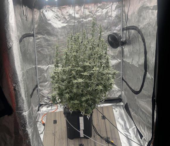 A man and his plants (Pannie). Week 13