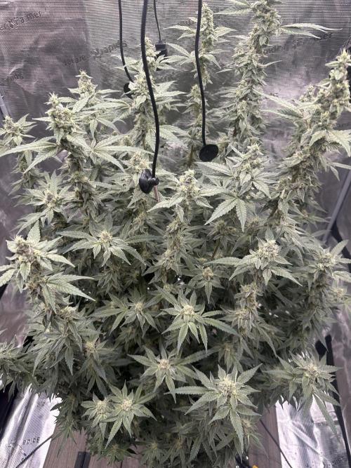 A man and his plants (Pannie). Week 13