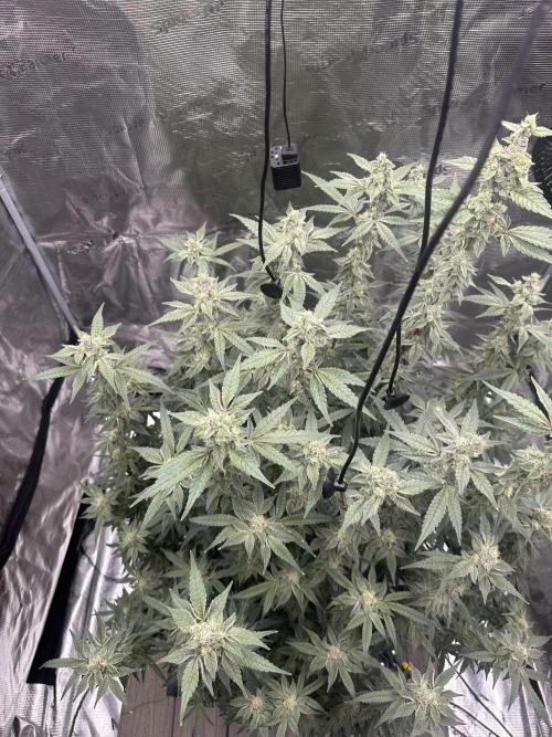 A man and his plants (Pannie). Week 13