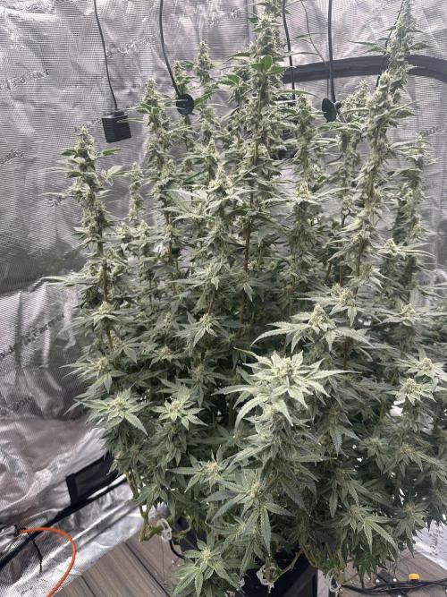 A man and his plants (Pannie). Week 13