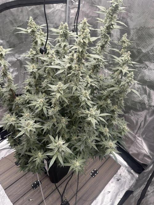 A man and his plants (Pannie). Week 13