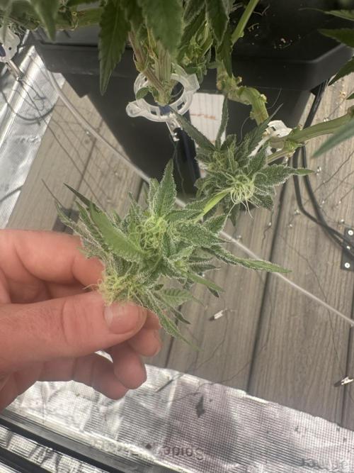 A man and his plants (Pannie). Week 13