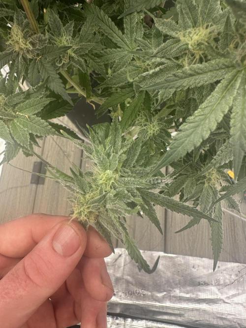 A man and his plants (Pannie). Week 13