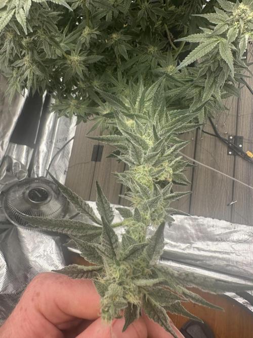 A man and his plants (Pannie). Week 13