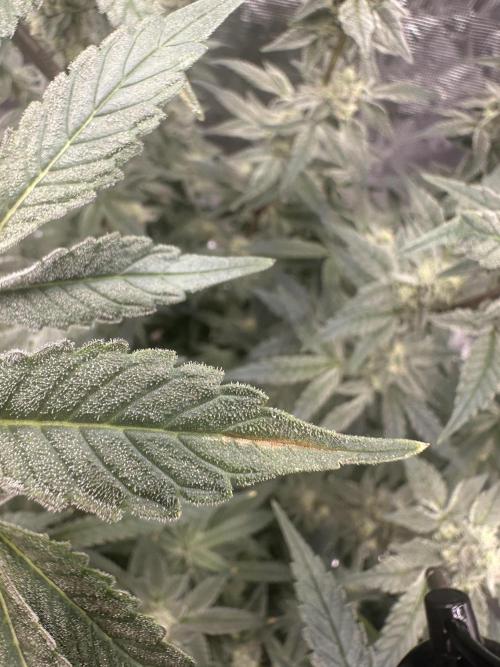 A man and his plants (Pannie). Week 13