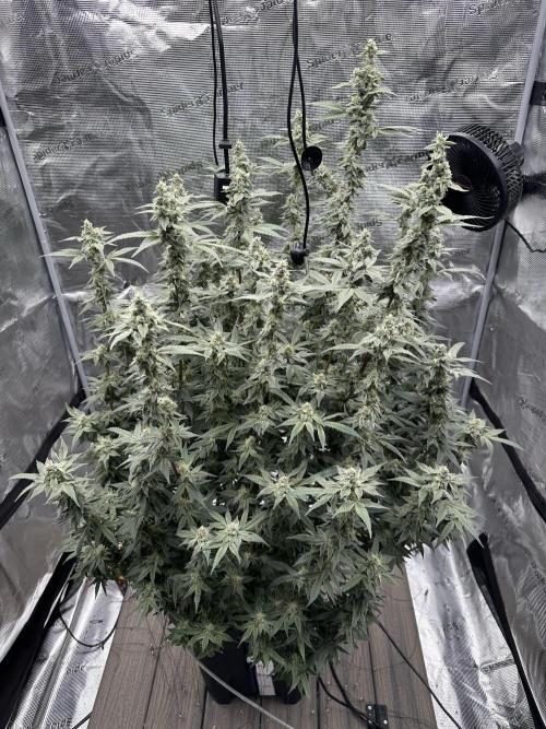 A man and his plants (Pannie). Week 13