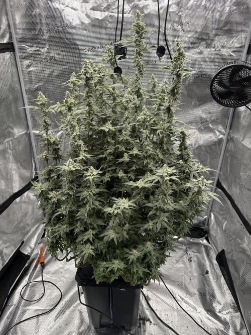 A man and his plants (Pannie). Week 13