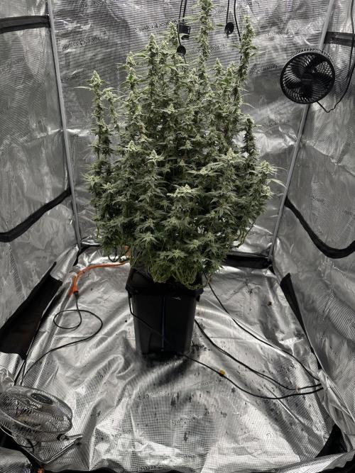 A man and his plants (Pannie). Week 13