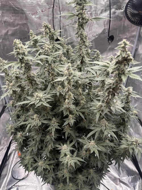 A man and his plants (Pannie). Week 13