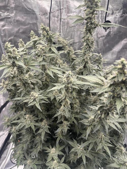 A man and his plants (Pannie). Week 13