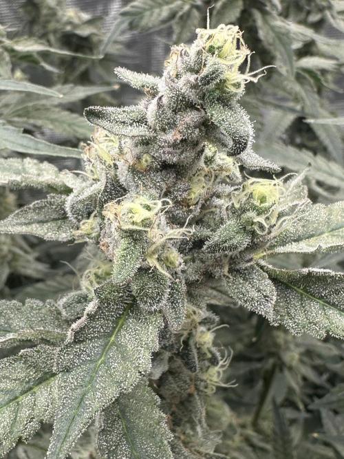 A man and his plants (Pannie). Week 16