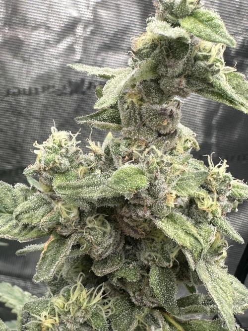 A man and his plants (Pannie). Week 16