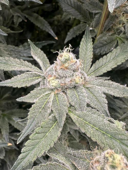 A man and his plants (Pannie). Week 16