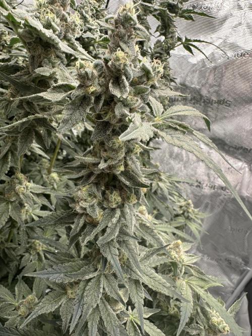 A man and his plants (Pannie). Week 16