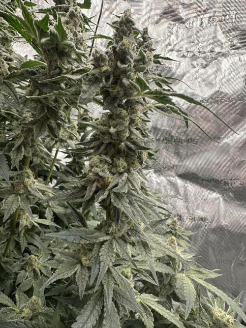 A man and his plants (Pannie). Week 16