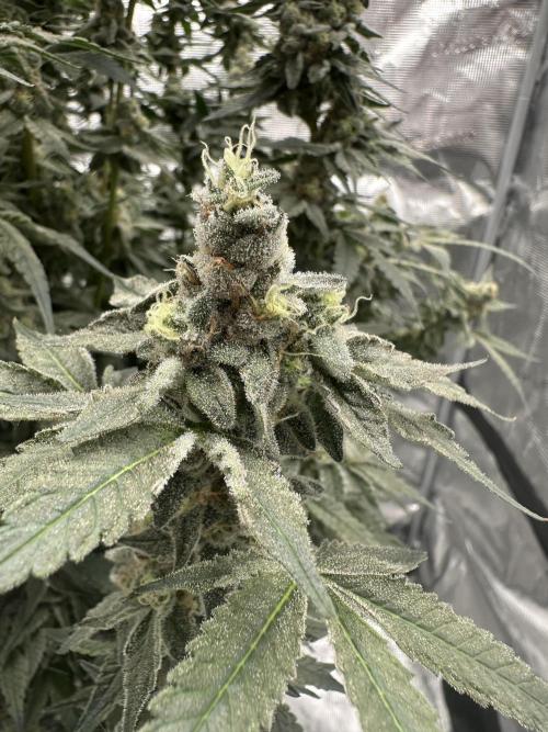 A man and his plants (Pannie). Week 16