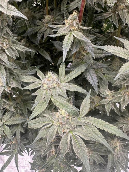 A man and his plants (Pannie). Week 16