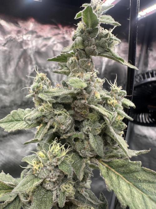 A man and his plants (Pannie). Week 16