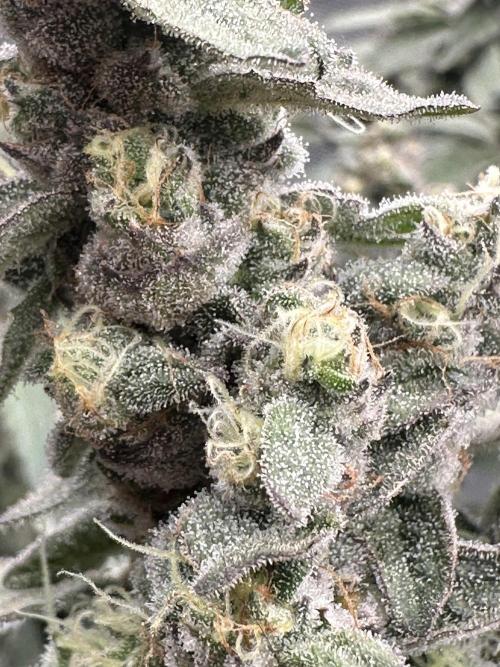 A man and his plants (Pannie). Week 16