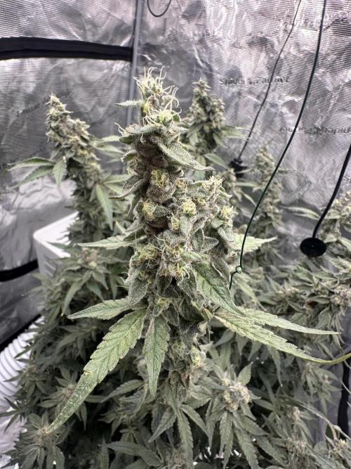 A man and his plants (Pannie). Week 16