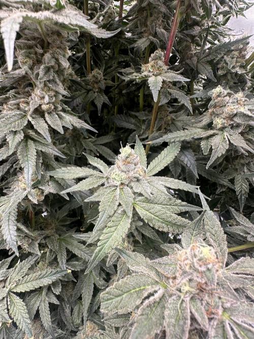 A man and his plants (Pannie). Week 16