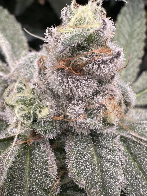 A man and his plants (Pannie). Week 16