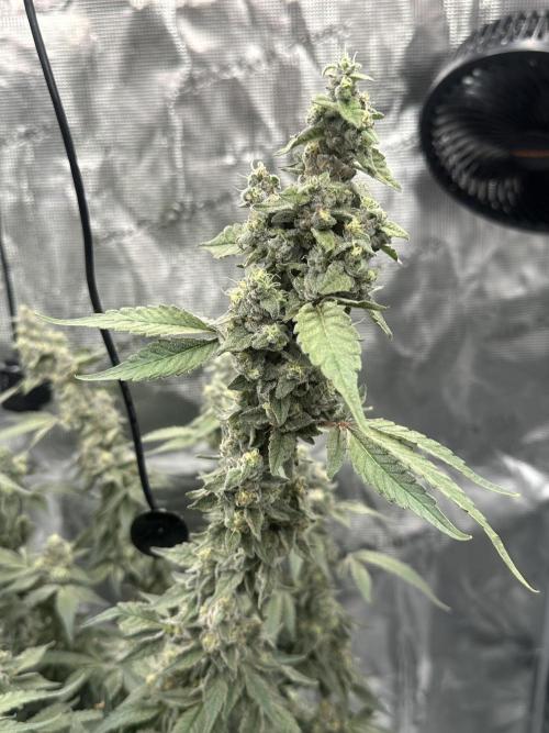 A man and his plants (Pannie). Week 16