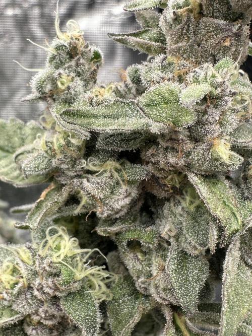 A man and his plants (Pannie). Week 16