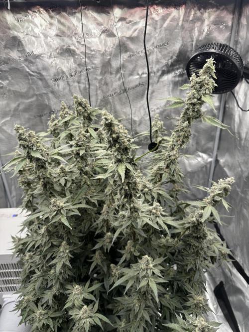 A man and his plants (Pannie). Week 16