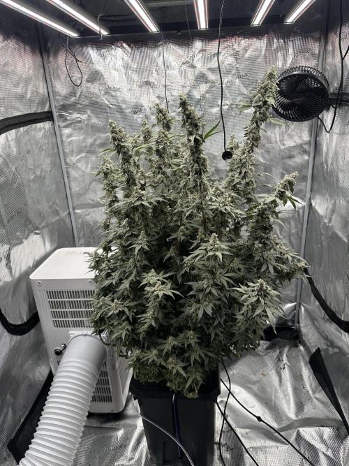 A man and his plants (Pannie). Week 16