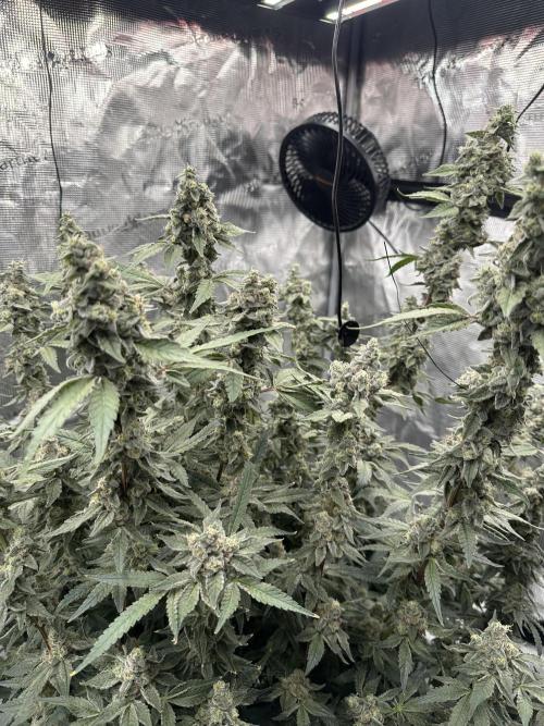 A man and his plants (Pannie). Week 16