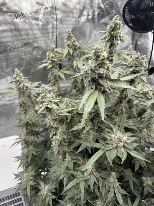 A man and his plants (Pannie). Week 16