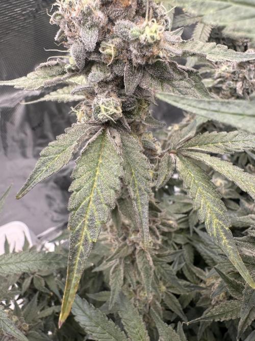 A man and his plants (Pannie). Week 18